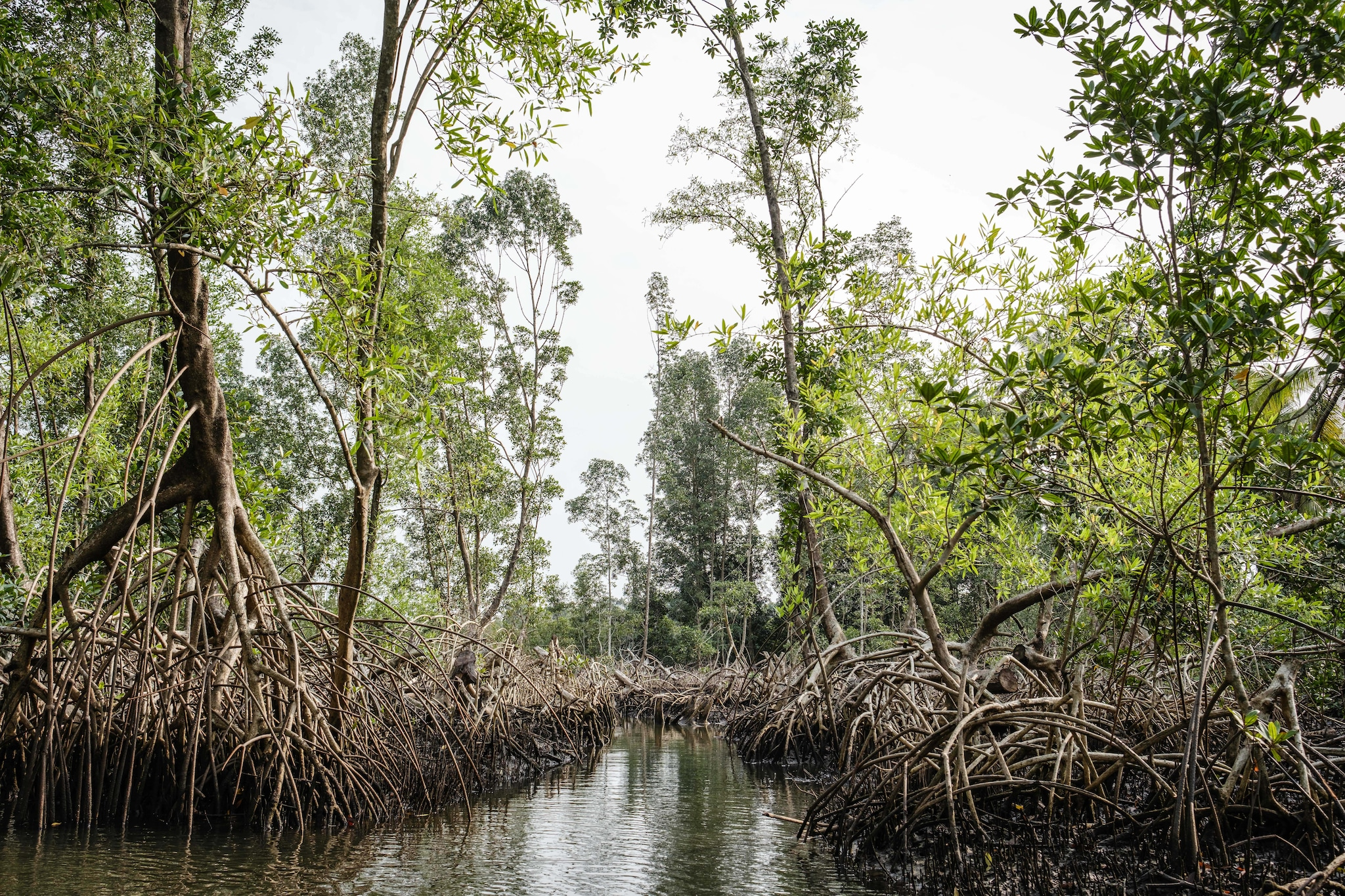 Mangrove dense avec arbres et racines apparentes, entourant une eau calme sous un ciel gris.