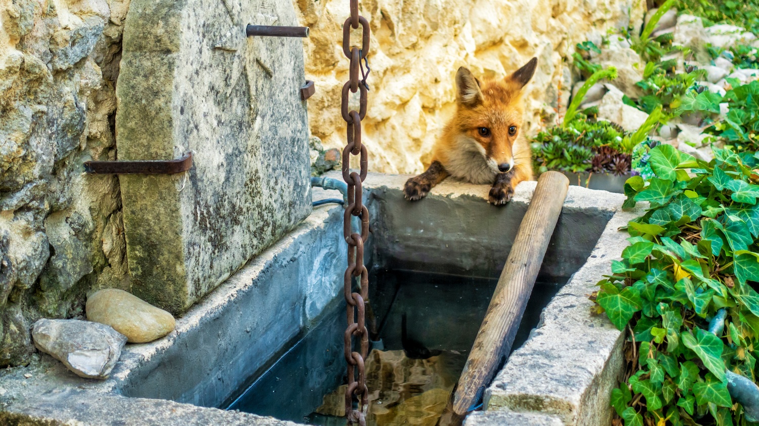 Un renard curieux explore un ancien puits en pierre entouré de végétation.
