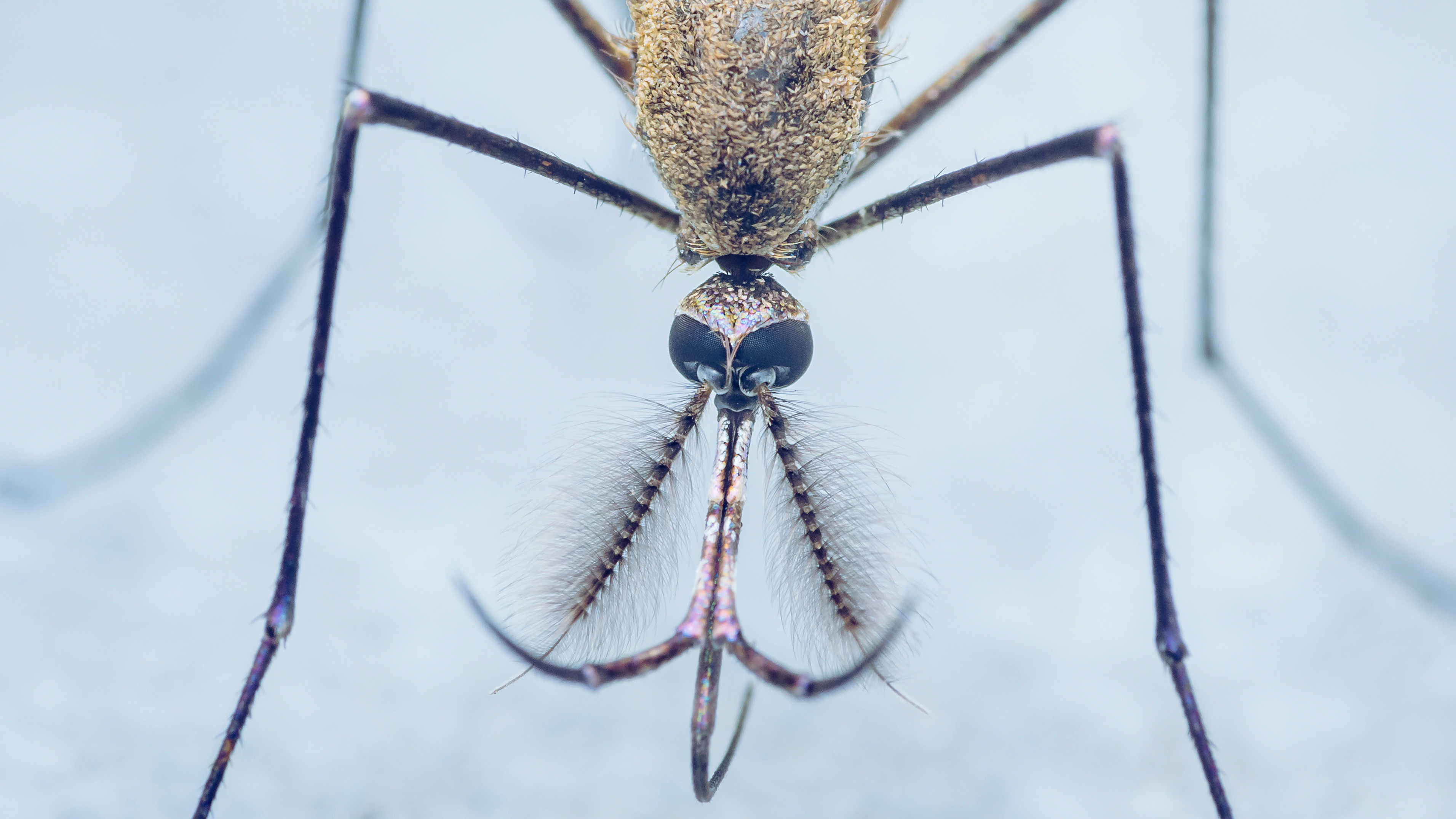 Gros plan d'un moustique avec des antennes plumeuses et une trompe sur fond bleu.