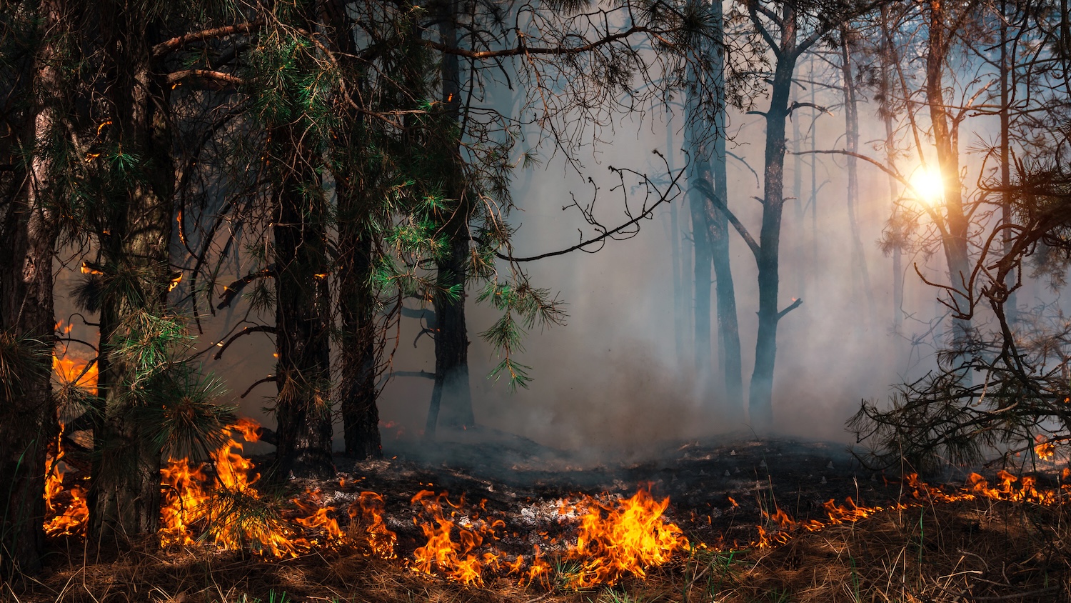Incendie de forêt en cours avec flammes et fumée, soleil visible à travers les arbres.