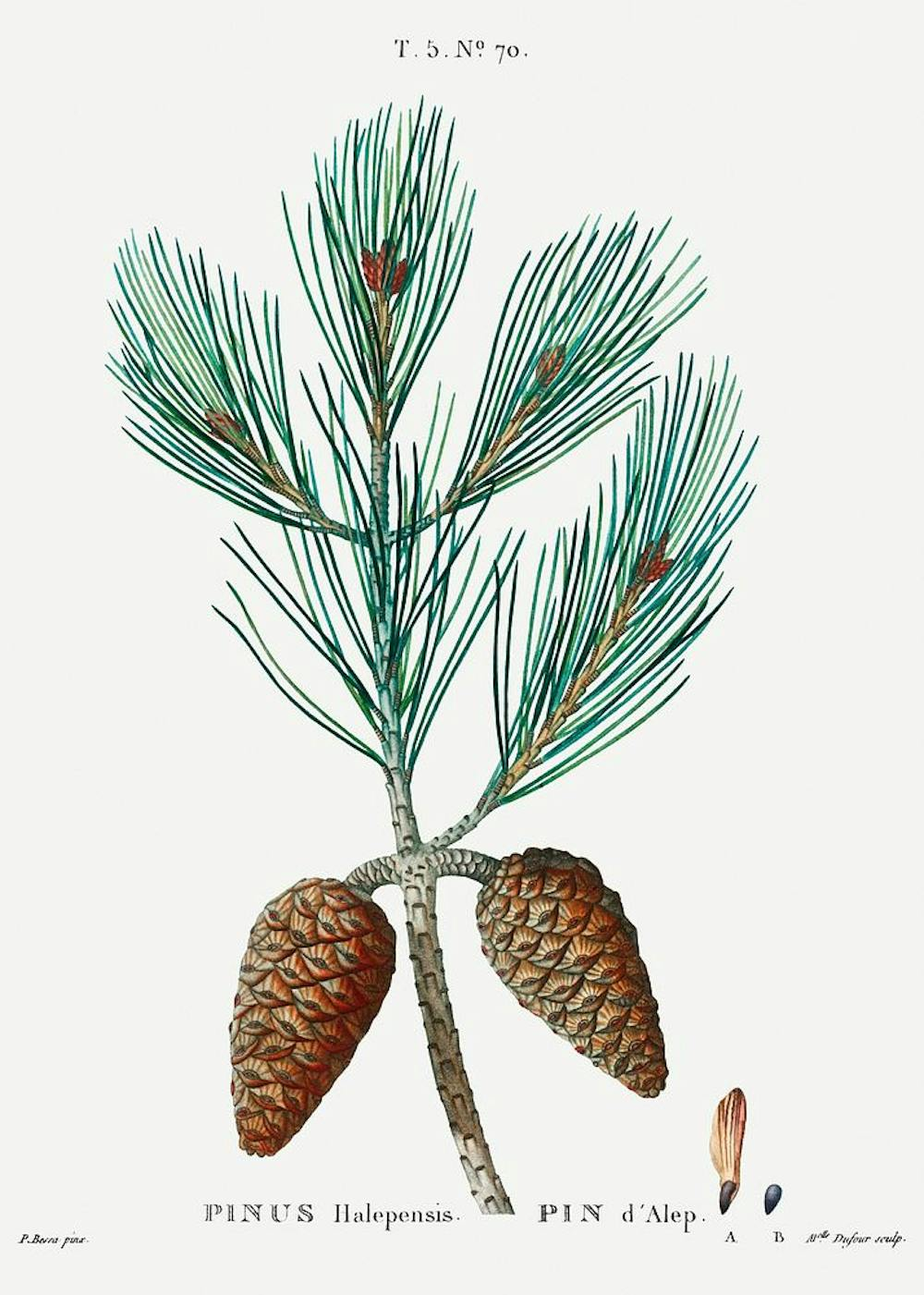 Branche de pin avec cônes, aiguilles vertes et détails illustrés sur fond clair.