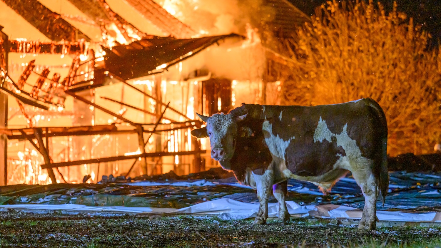 Un taureau devant un bâtiment en feu la nuit, scène dramatique et inquiétante.