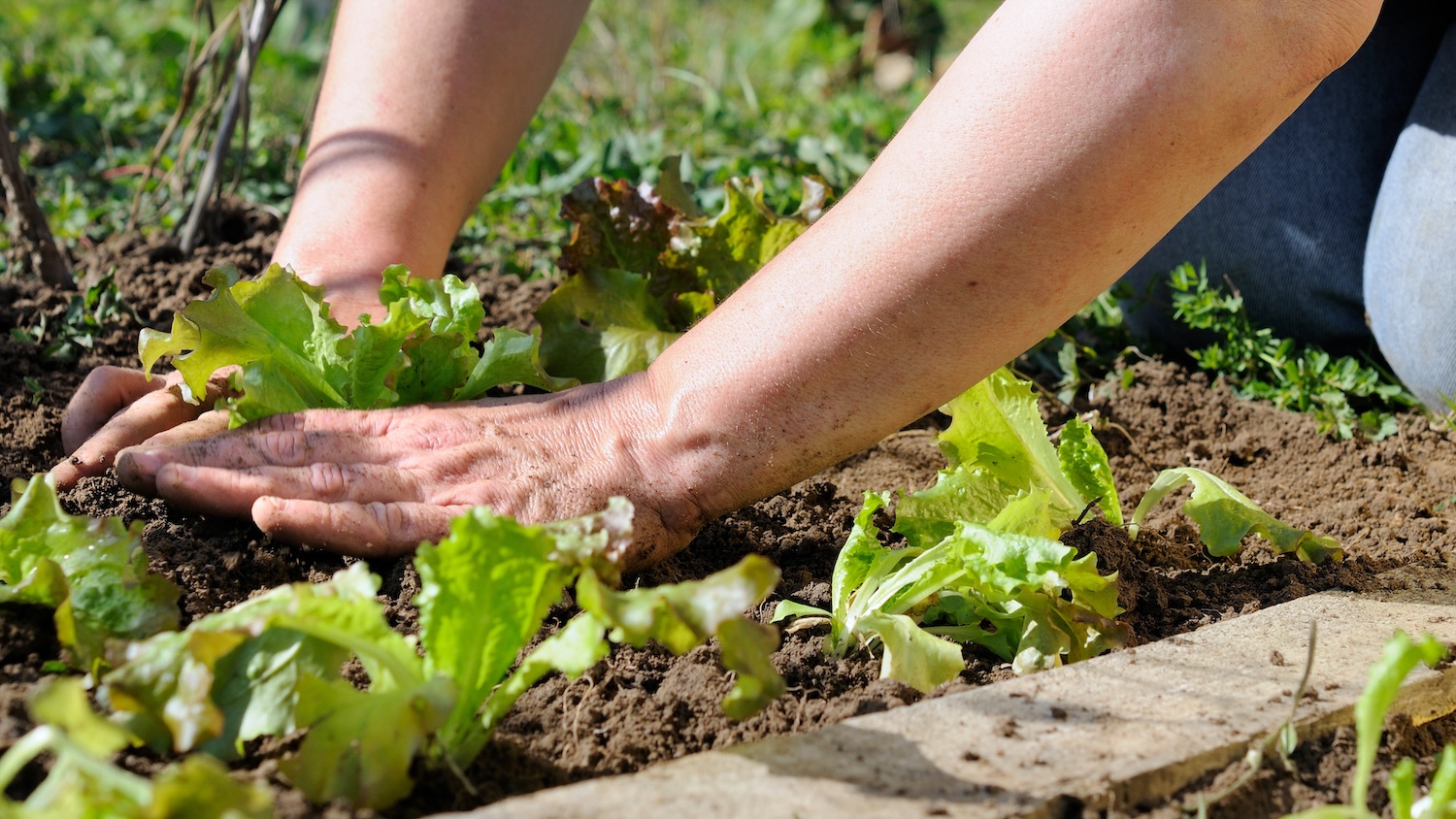 Personne cultivant des plants de laitue dans un jardin potager en plein air.