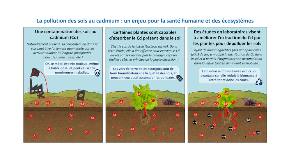 Pollution des sols au cadmium, impact sur la santé, solutions végétales et recherches en laboratoire.