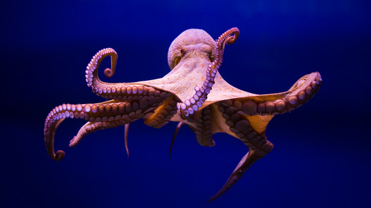 Poulpe nageant dans un aquarium avec un fond bleu profond et tentacules déployés.