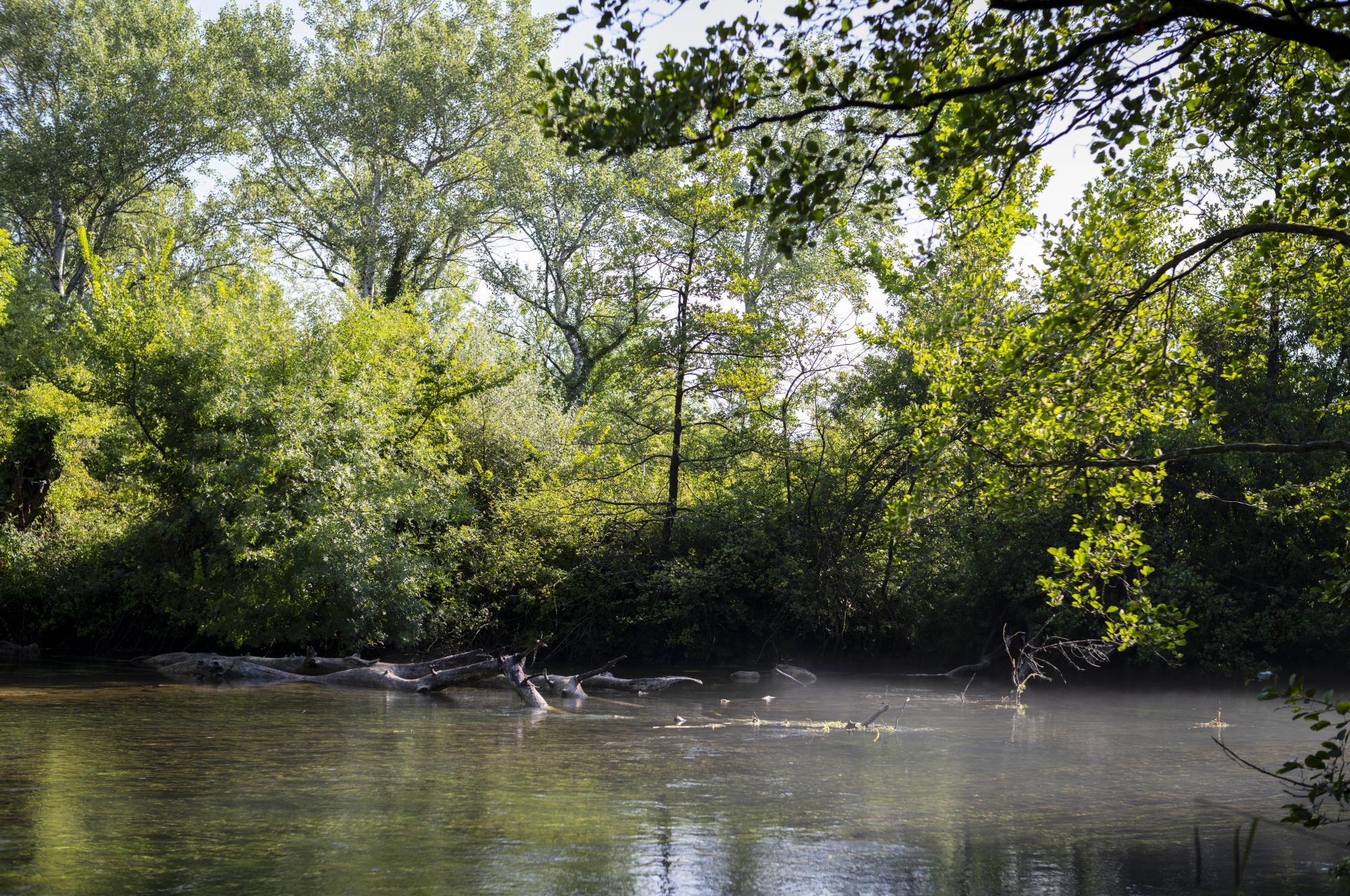 Rivière entourée de verdure avec des arbres et des branches tombées sur l'eau calme.