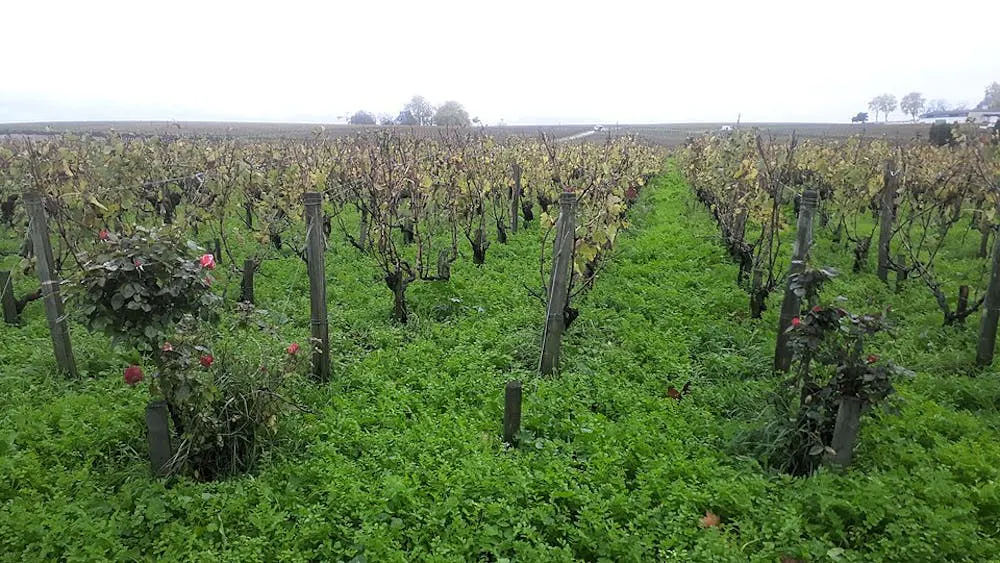 Vignoble en automne avec des rangées de vignes et de l'herbe verte entre les ceps.