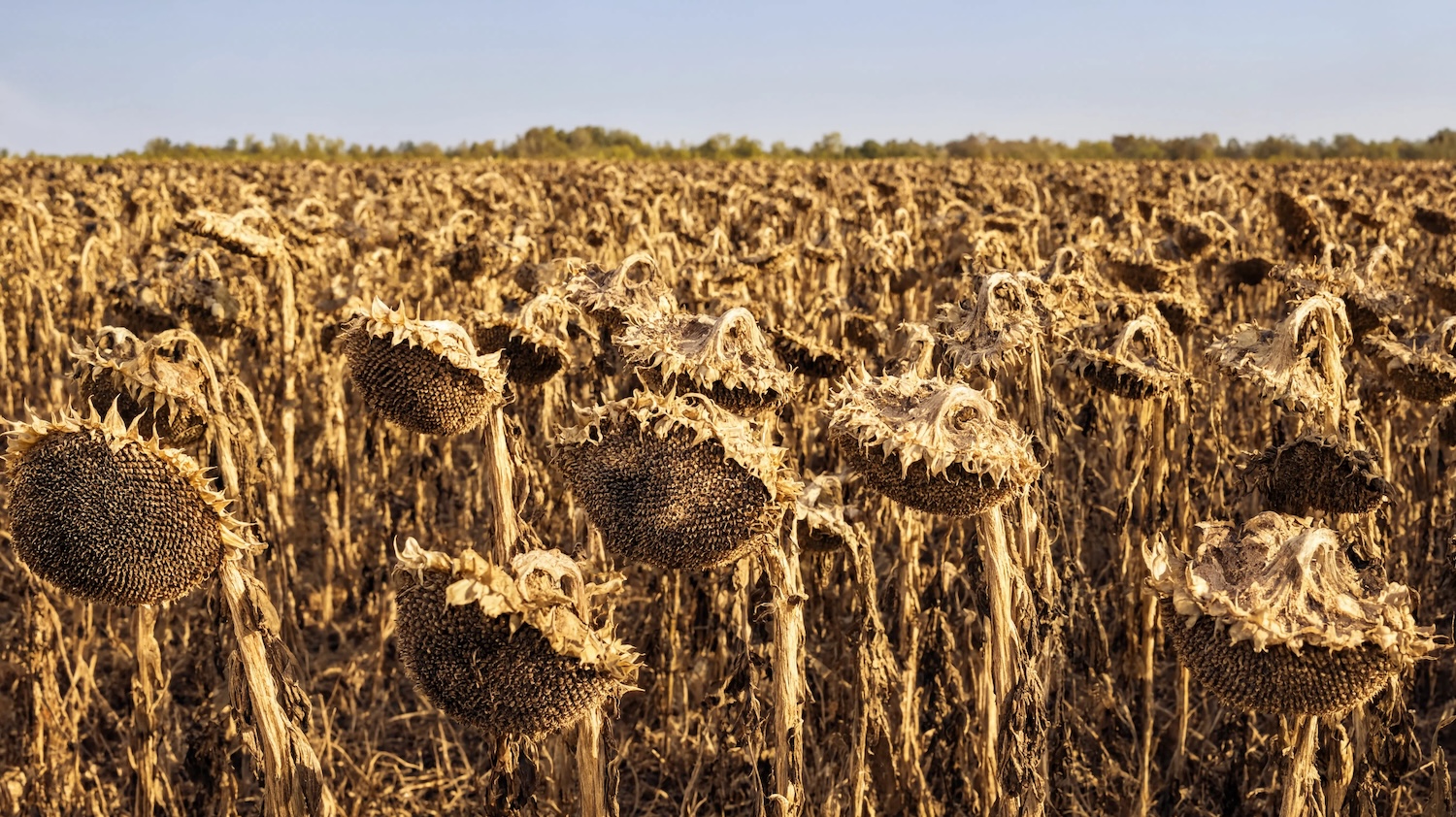Champ de tournesols fanés sous un ciel dégagé avec une ligne d'arbres au loin