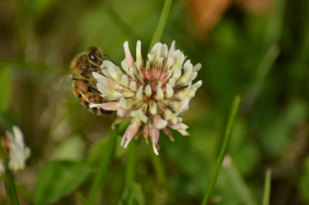 Une abeille butine une fleur de trèfle blanc dans un environnement verdoyant.