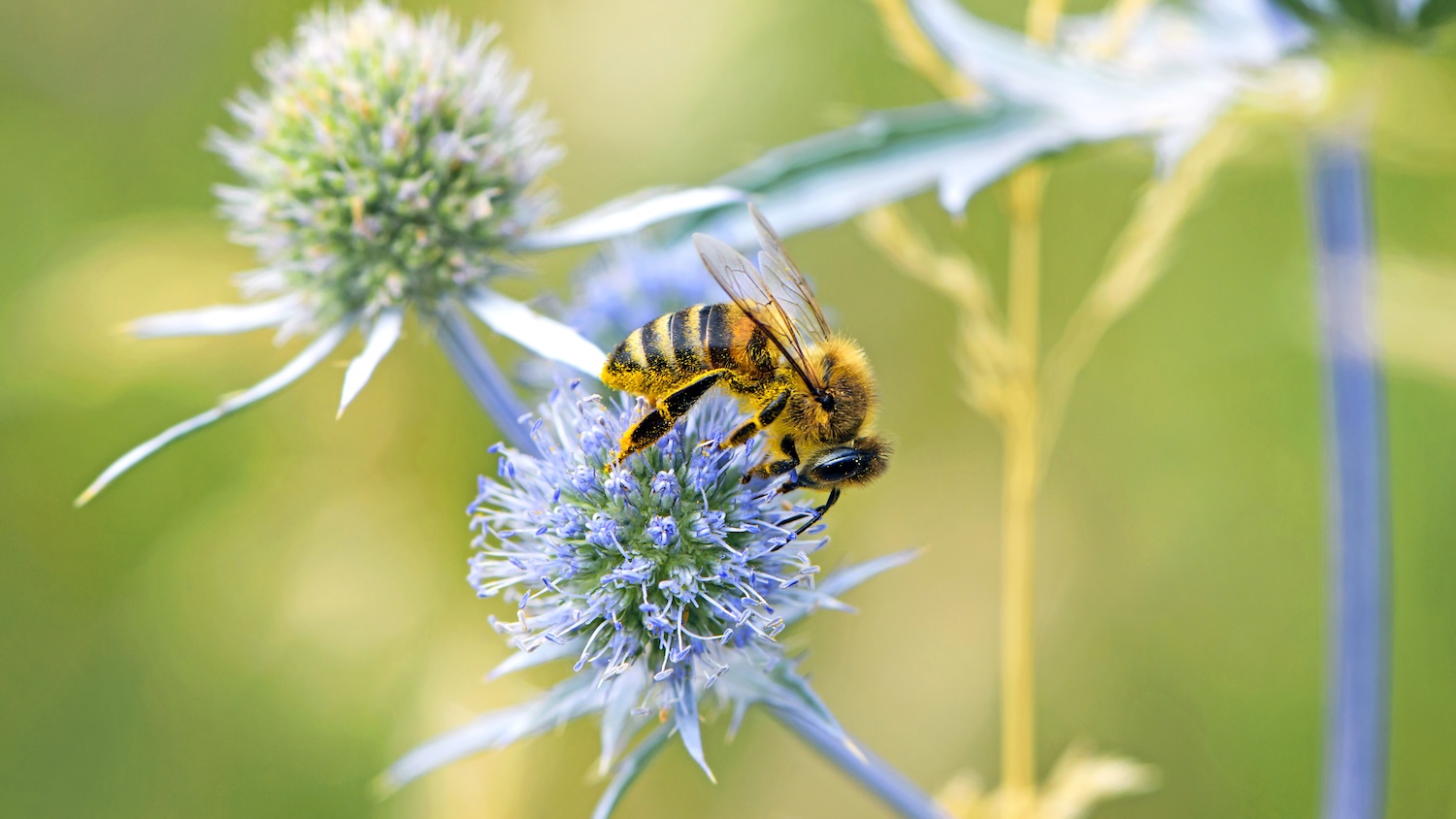 Une abeille butine une fleur violette dans un jardin verdoyant en été.
