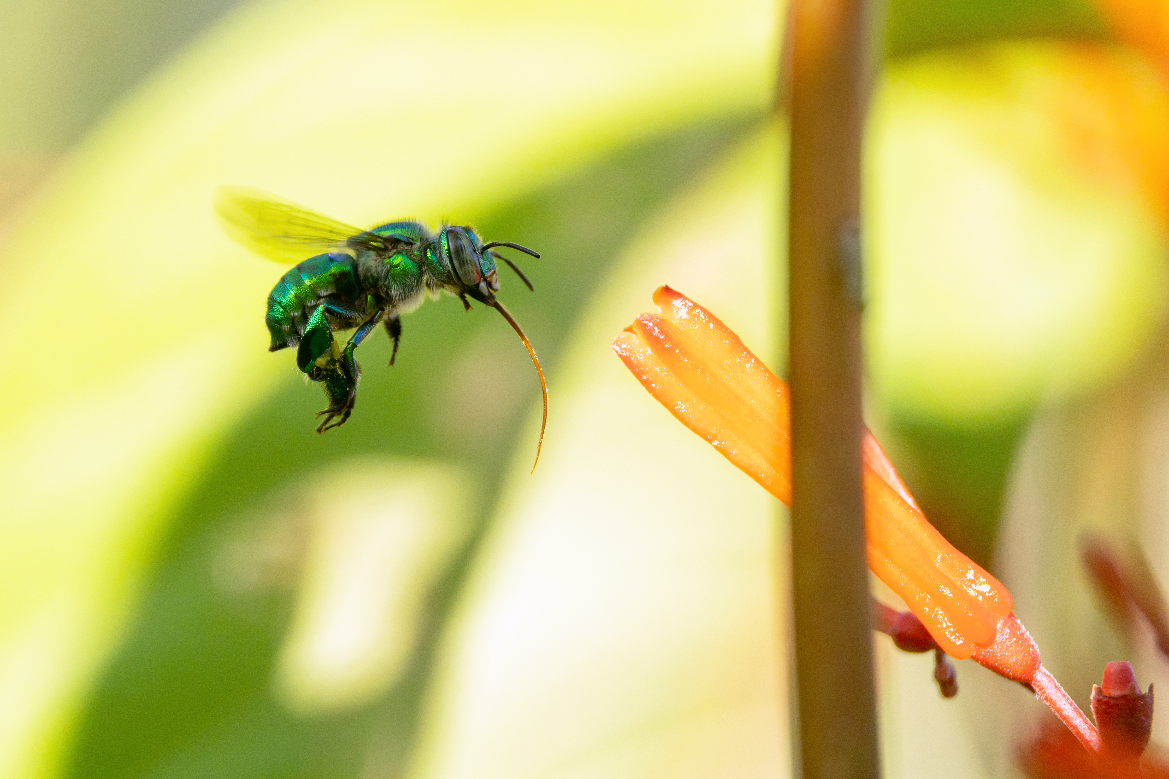 Une abeille verte s'approche d'une fleur orange floue en arrière-plan lumineux.