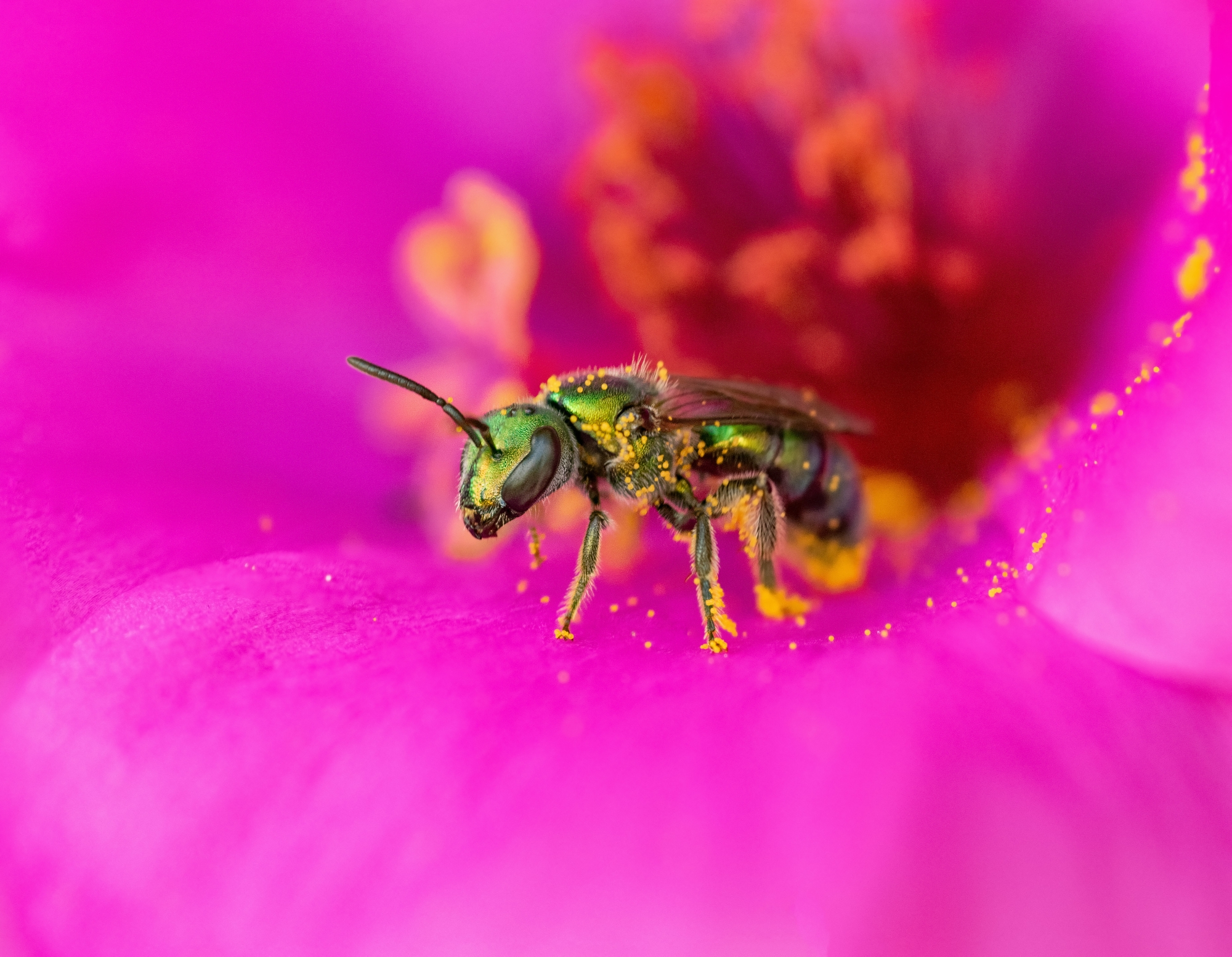 Abeille métallique verte sur une fleur rose avec des grains de pollen jaunes.