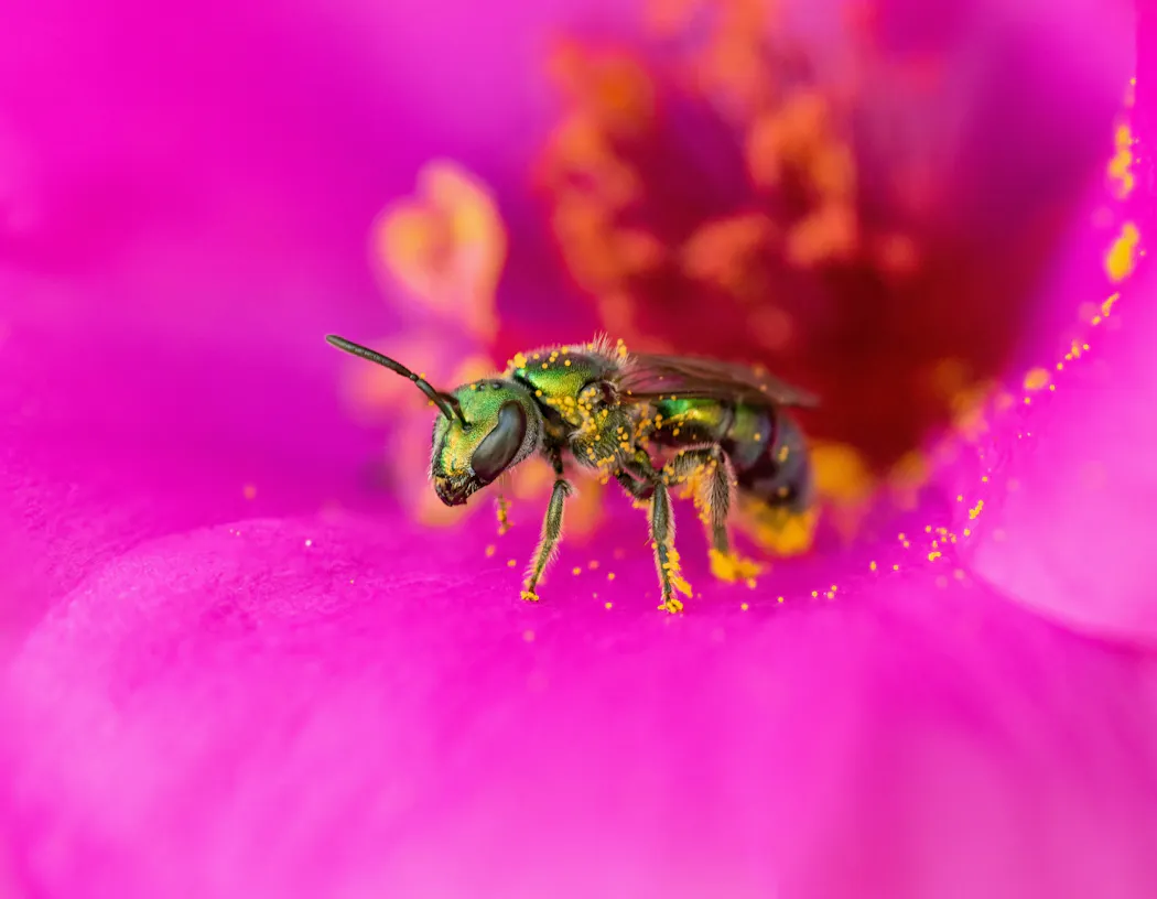Abeille métallique verte sur une fleur rose avec des grains de pollen jaunes.