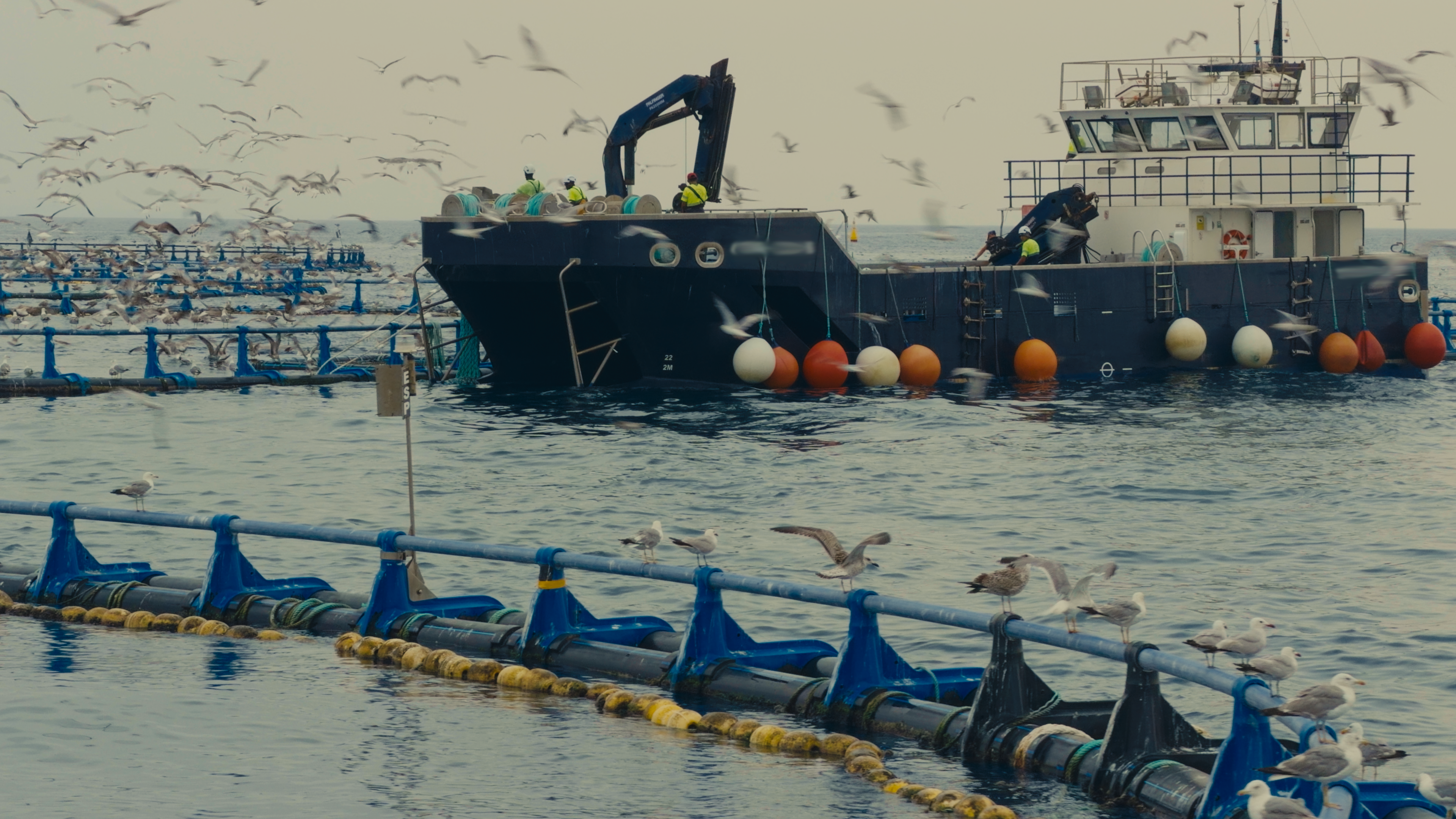 Bateau de pêche entouré de mouettes sur une mer avec filets et bouées colorées.