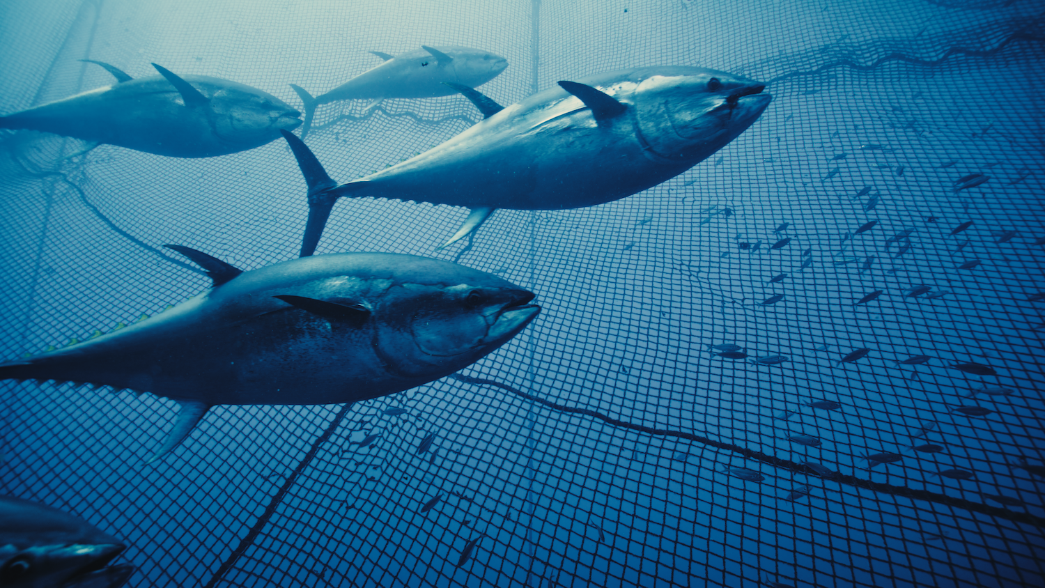 Des thons nageant dans un filet sous-marin, entourés de petits poissons dans l'océan.