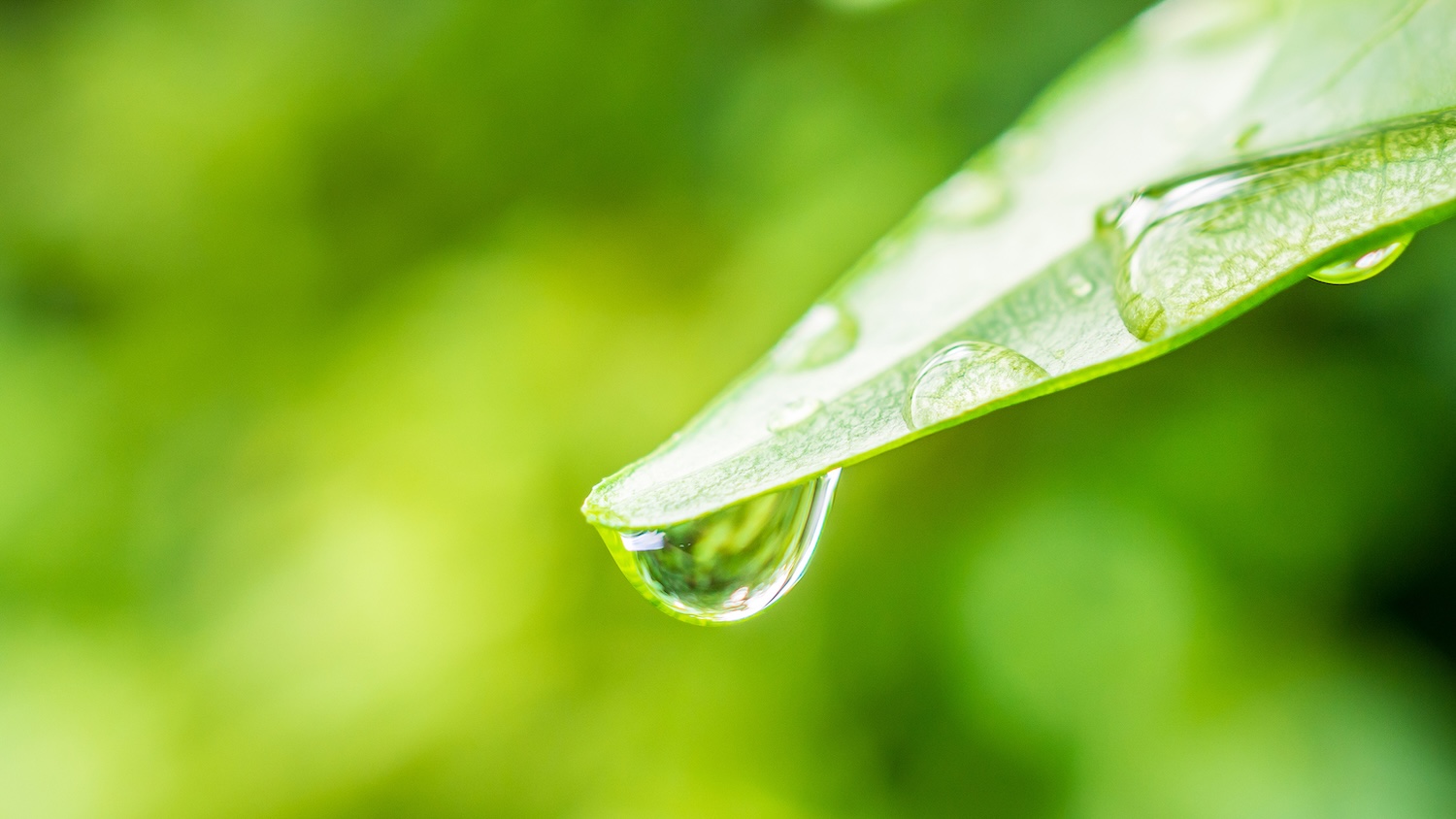 Goutte d'eau sur une feuille verte avec un arrière-plan flou naturel et lumineux.