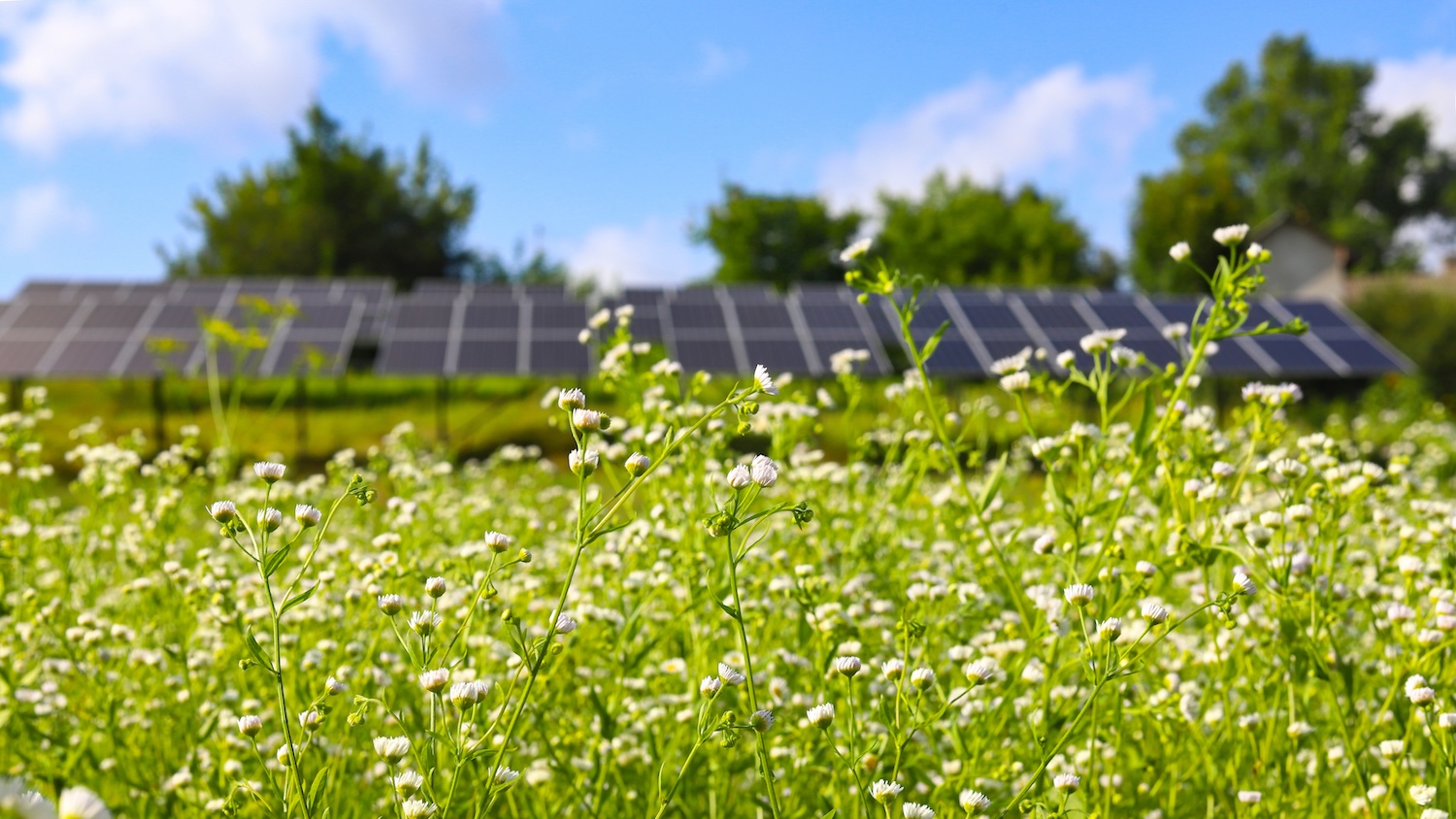 Champ de fleurs sauvages avec panneaux solaires en arrière-plan sous un ciel bleu.