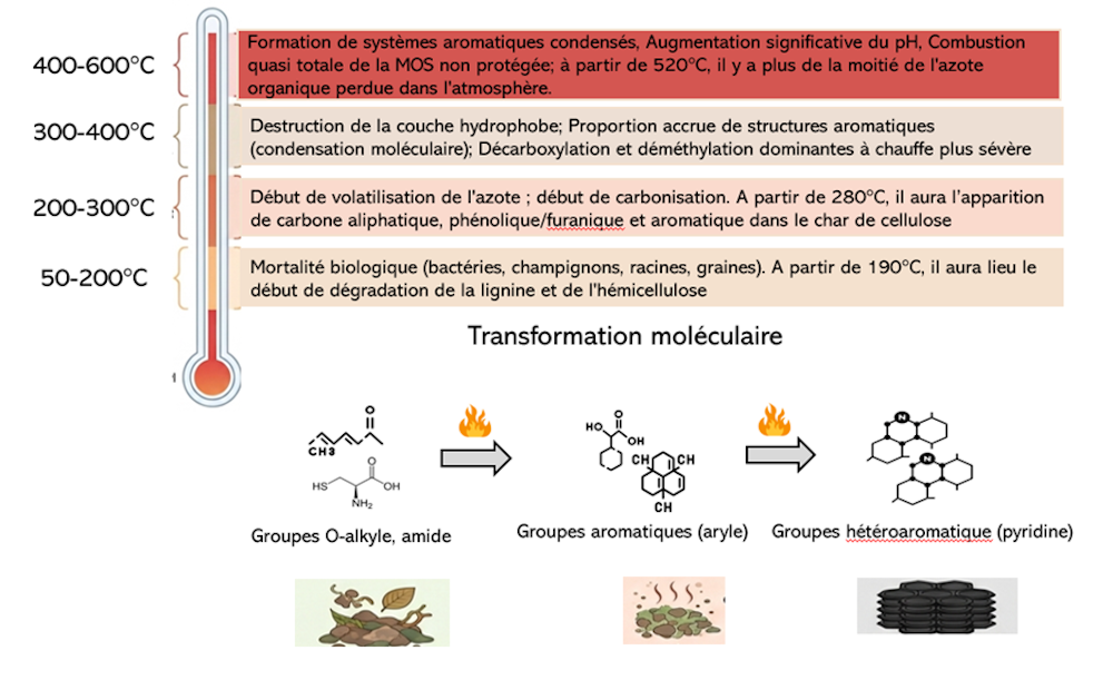 Transformation de la biomasse en fonction de la température avec des illustrations de groupes chimiques.