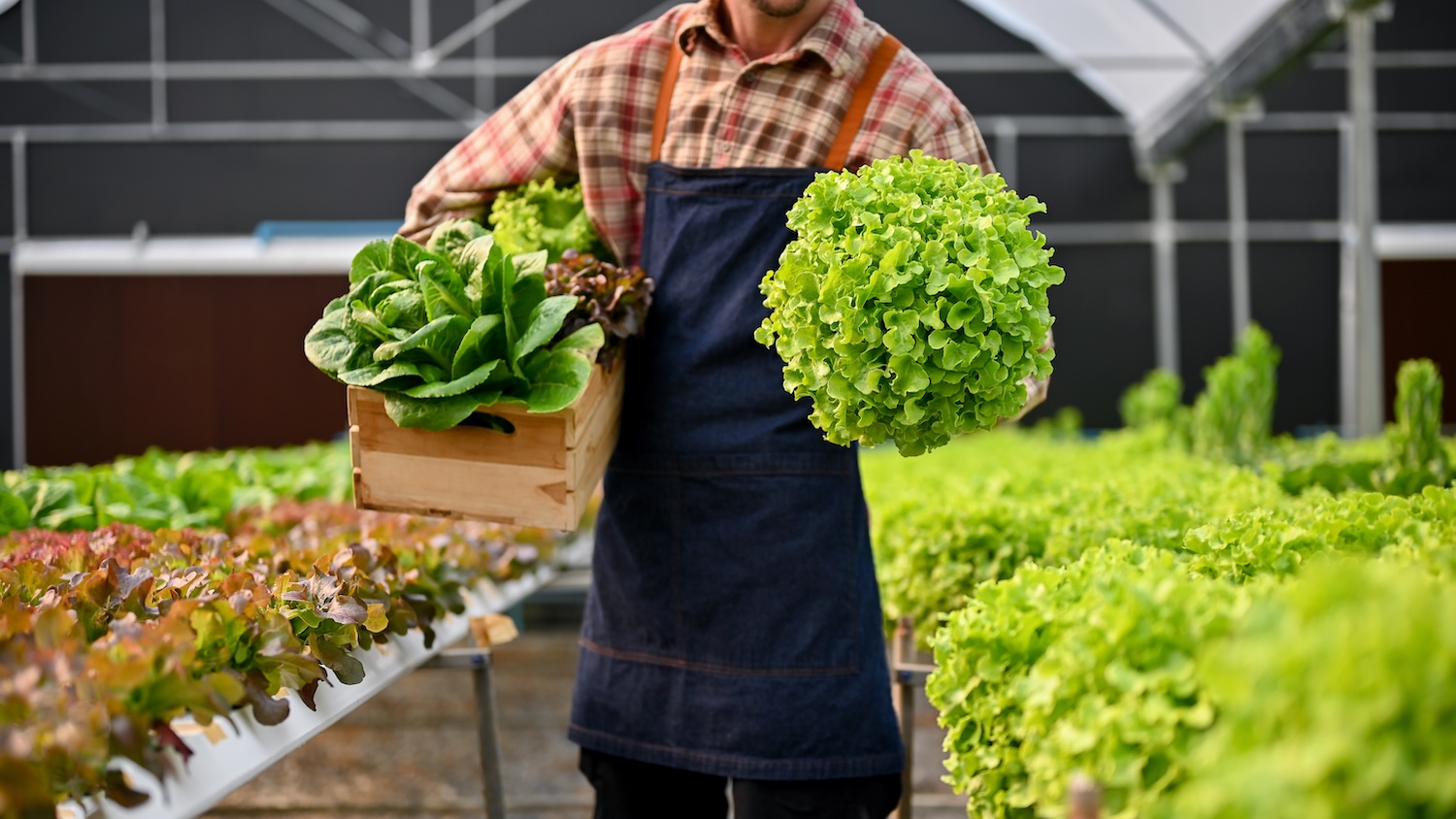 Un agriculteur récolte des salades fraîches dans une serre moderne et lumineuse.
