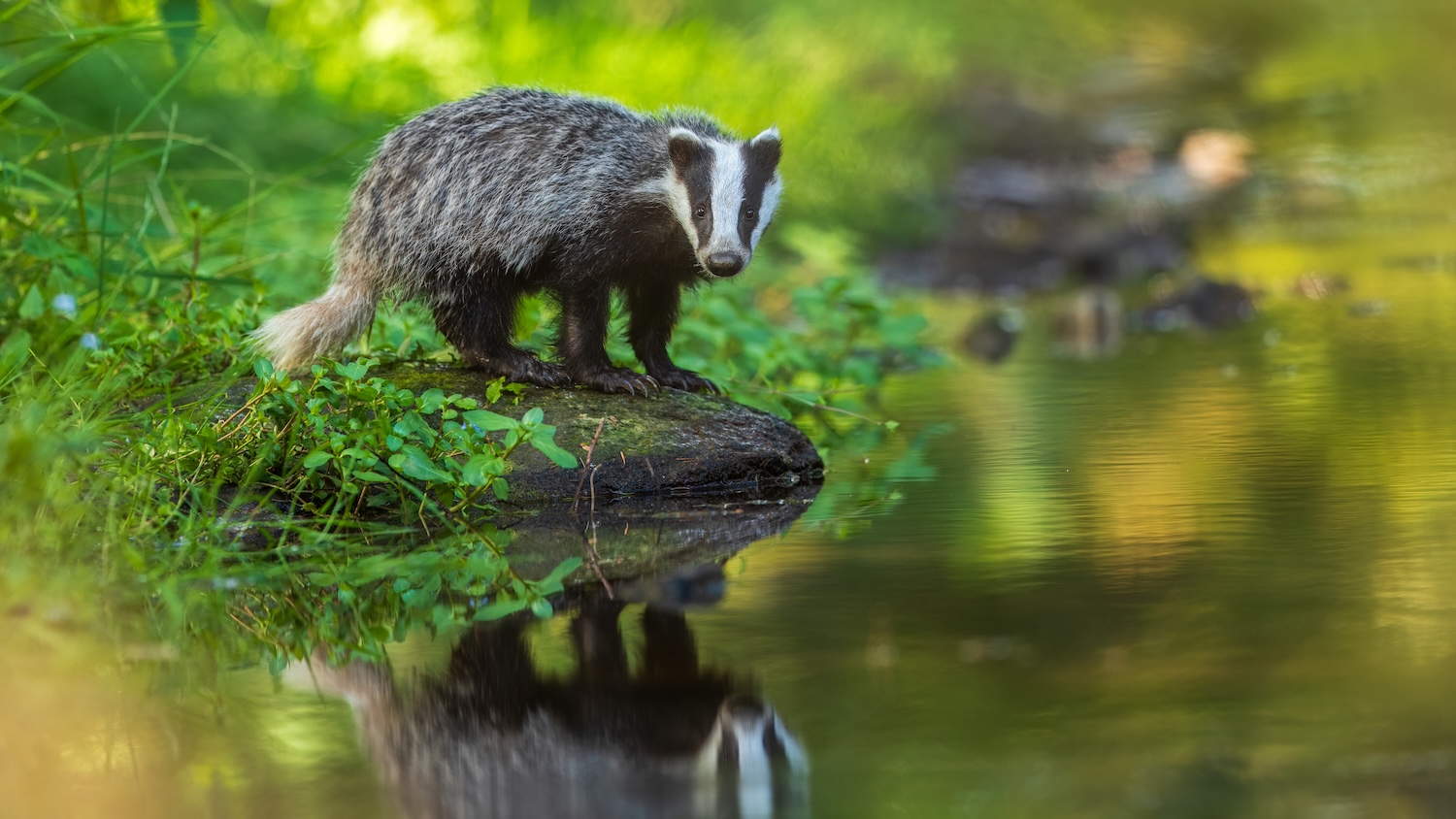 Un blaireau près d'un ruisseau, entouré de verdure, se reflétant dans l'eau.