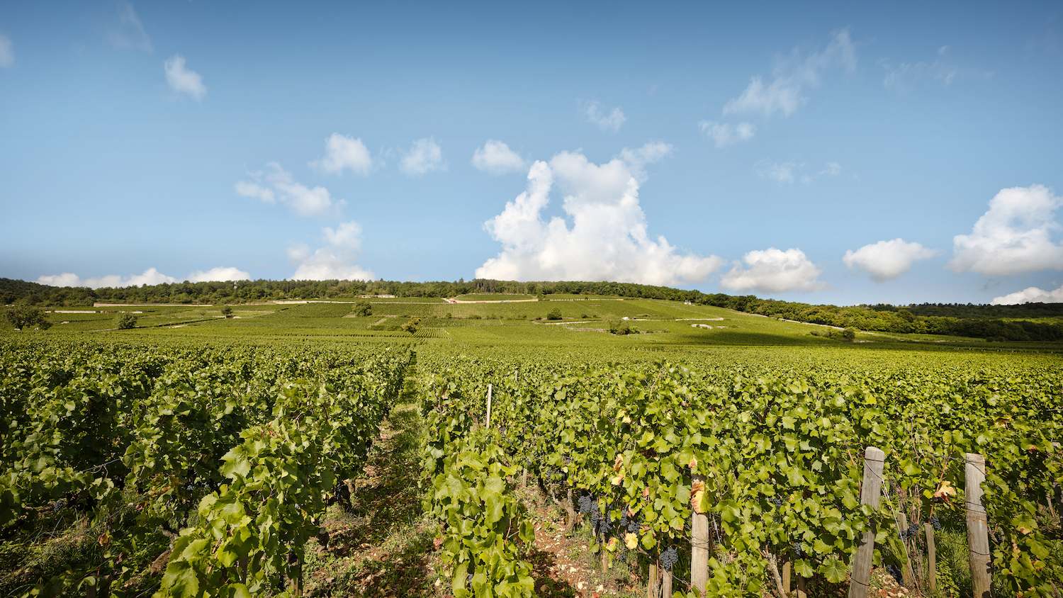 Vignes verdoyantes sous un ciel bleu avec quelques nuages blancs en arrière-plan.