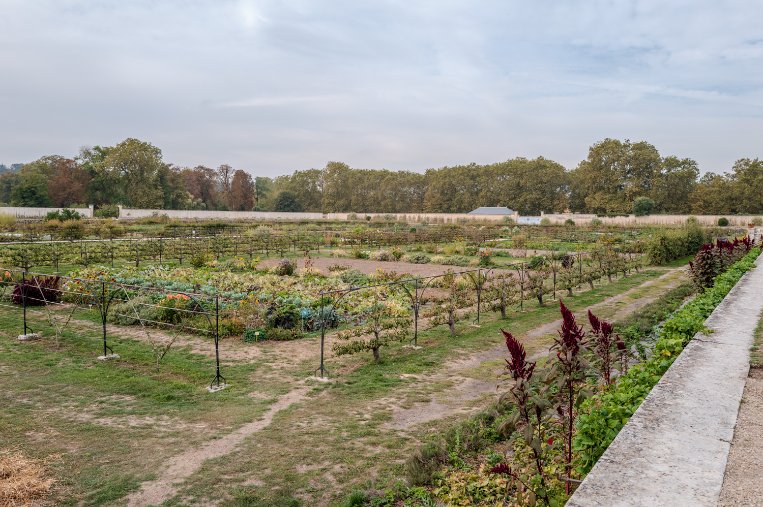 Potager verdoyant avec allées, entouré de verdure et arbres en arrière-plan par temps nuageux.