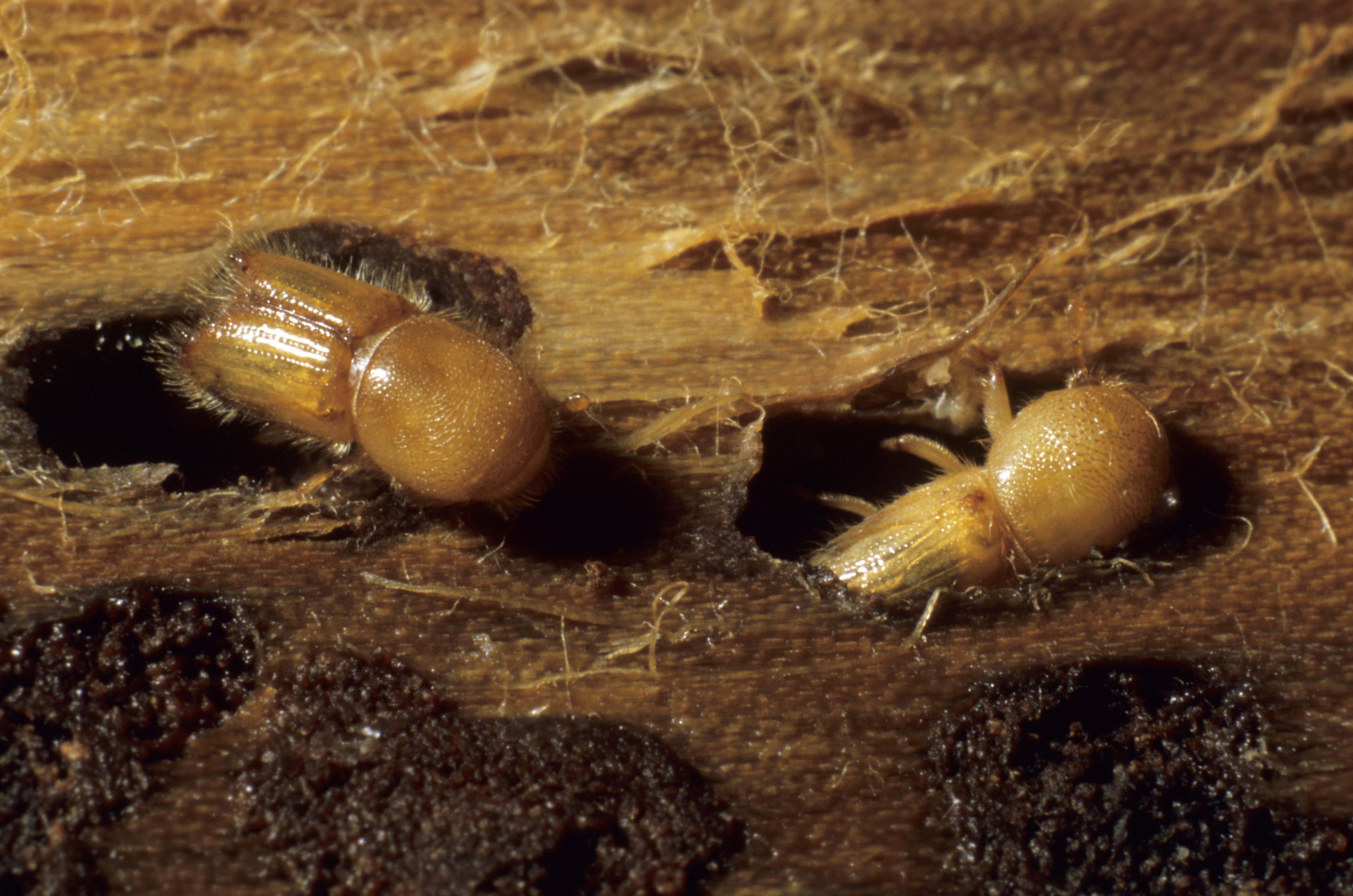 Deux insectes xylophages creusant des galeries dans du bois, visibles en gros plan.
