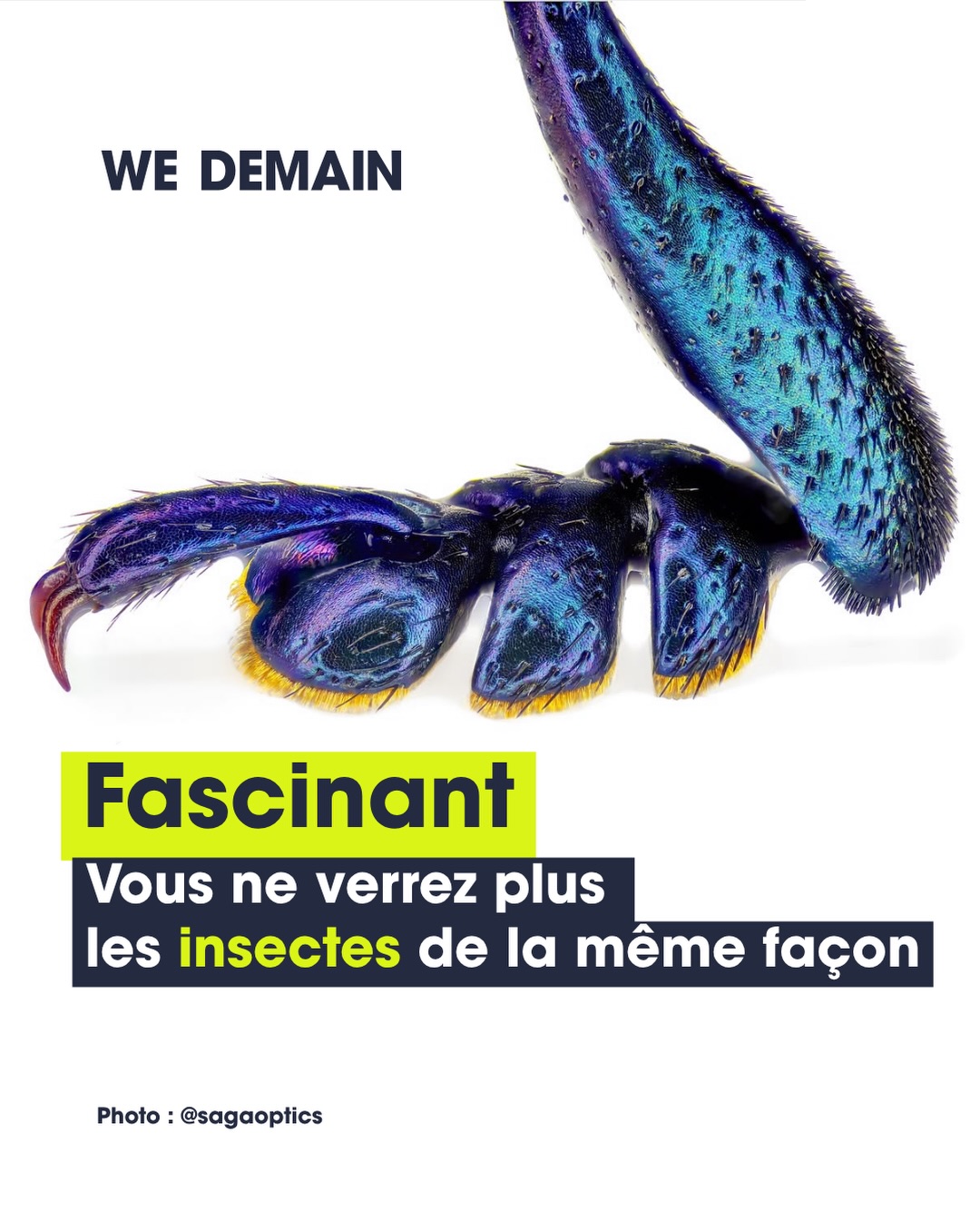 Ce que tu prends pour un simple insecte est en réalité un chef-d’œuvre d’ingénierie miniature. 🔬

Ce photographe allemand réalise des clichés macroscopiques d’insectes d’Europe centrale, et le résultat est tout simplement saisissant. À ce grossissement, on découvre un monde invisible à l’œil nu.

Prends les ailes : toutes partent d’une même base, une fine membrane soutenue par des nervures. Et pourtant, presque tout diffère ensuite. Certaines sont translucides, d’autres rigides, marbrées, ou réduites à une simple frange. Même structure de départ, mille solutions différentes.

Même chose pour les pattes, véritables outils de précision. Selon les espèces, elles servent à marcher, bondir, creuser, nager, saisir une proie ou s’agripper. Certaines sont hérissées de poils sensoriels, d’autres dotées de crochets ou de ventouses minuscules. Autant d’adaptations ultra-spécialisées, concentrées dans quelques millimètres.

C’est tout l’intérêt de la macro extrême : révéler non pas la rareté, mais la variabilité folle du vivant à toute petite échelle.

🐛 Ces images te fascinent autant que nous ? Dis-le en commentaire 👇
#Macrophotographie #Insectes #Biodiversite #Nature