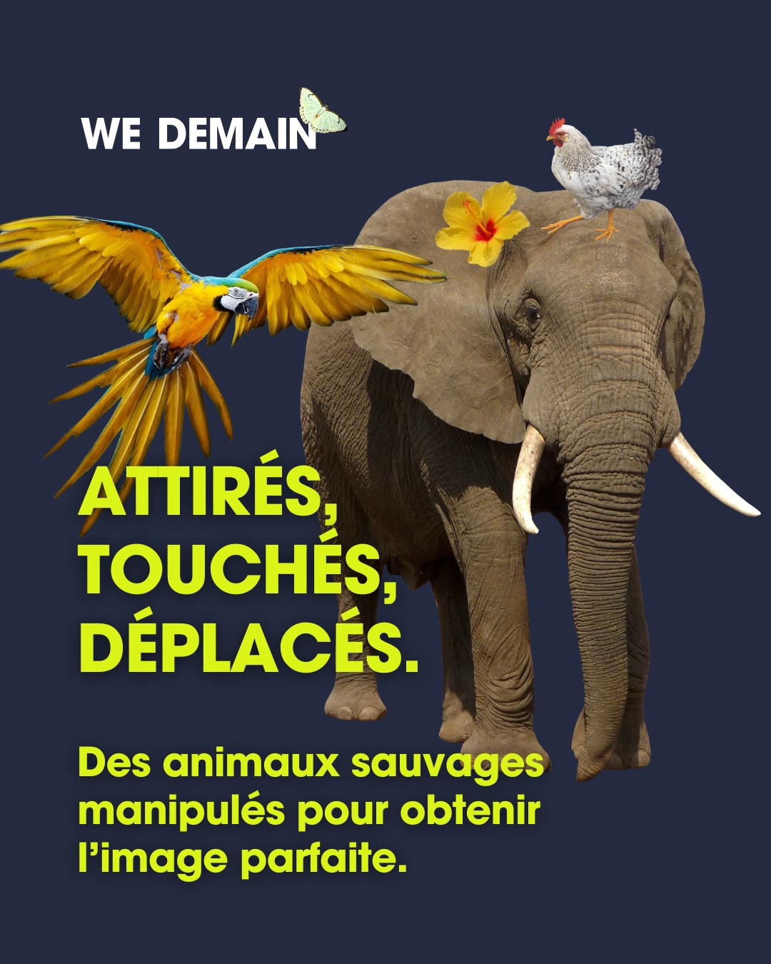 Réponse : C’était la 3e photo ! 🐸 

À première vue, la scène peut sembler anodine. Pourtant, manipuler ou déplacer des animaux sauvages pour obtenir « la photo parfaite » peut avoir des conséquences invisibles à l’image.

Pourquoi cette mise en scène pose-t-elle problème ?

- La branche peut plier ou casser, avec un risque de chute.
- Être attrapées ou déplacées peut provoquer du stress et perturber leur comportement naturel.
- La peau des grenouilles, extrêmement fragile, peut être sensible aux résidus présents sur les mains, les produits ou certaines surfaces.
- Rapprocher plusieurs individus peut les gêner, les stresser et provoquer des mouvements brusques.

Faut-il pour autant renoncer aux belles photos ? Absolument pas. La photographie animalière permet justement de révéler des comportements naturels, sans intervenir. Attendre, changer de point de vue ou simplement laisser l’animal évoluer librement donne souvent des images plus authentiques et plus respectueuses.

Une photo est encore plus belle lorsqu’elle n’a nécessité aucune intervention. 🫶💚

Abonne-toi pour suivre l’actualité sur la protection des animaux.

#photographieanimaliere #faunesauvage #respectduvivant