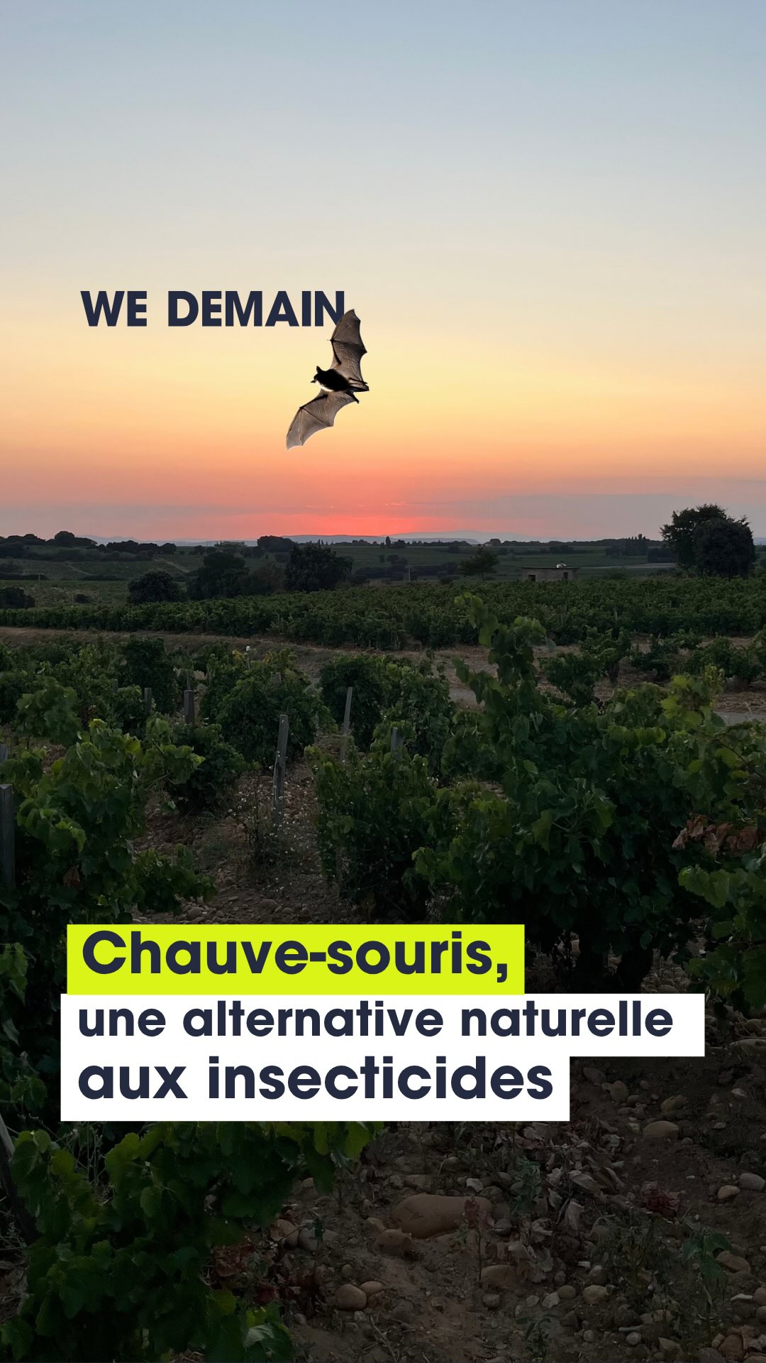 🦇 Et si les chauves-souris étaient parmi les meilleures alliées de nos vignes ?

Dans le cadre du projet « Chiroptères et viticulture en Vaucluse », nous avons rencontré Sébastien Jaume, du @syndicatdescotesdurhone pour mieux comprendre leur rôle dans les vignobles et les actions mises en place pour favoriser leur présence.
 
Grandes prédatrices d’insectes, les chauves-souris contribuent à la régulation naturelle de certains ravageurs, notamment les vers de la grappe, les cicadelles et différents papillons nocturnes. Favoriser leur présence permet ainsi de renforcer la biodiversité et les équilibres naturels dans les parcelles. Préserver les haies, les arbres et les zones boisées, maintenir les corridors écologiques ou installer des gîtes artificiels sont autant d’actions concrètes pour les accueillir.
 
Pour ce reportage, le @domainegalevan nous a ouvert ses portes pour découvrir l’installation de ces gîtes au cœur du vignoble !
 
Abonnez-vous pour découvrir d’autres initiatives en faveur d’une viticulture plus durable. 🍇

#chauvesouris #cotesdurhone #pesticides