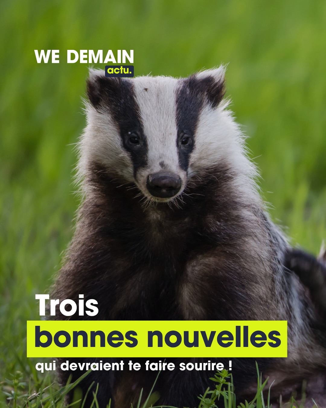 🌱 De belles nouvelles témoignent du retour progressif de la biodiversité en France : 

- Deux louveteaux ont été observés sur le plateau de Millevaches, un signe encourageant de l’installation durable du loup en Corrèze.

- Dans le Finistère, la chasse aux blaireaux est désormais interdite, une avancée importante pour leur protection et pour la préservation de la faune sauvage. 

- Dans les Alpes, le râle des genêts semble lui aussi retrouver un nouvel élan : trois jeunes ont été observés en 2026, après des décennies de déclin.

Ces réussites nous rappellent une chose essentielle : lorsque la nature est protégée, elle peut reprendre sa place. Chaque action de conservation compte et peut contribuer à faire naître de nouvelles initiatives.

Abonne-toi à notre compte pour découvrir d’autres bonnes nouvelles de la nature et suivre les initiatives qui contribuent à la préserver. 💚🫶

#biodiversité #louveteaux #chasse