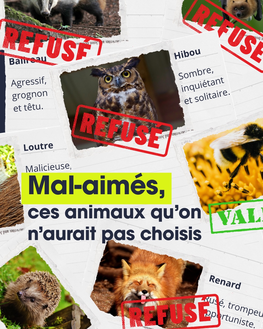Les héros méconnus de la nature 🦊

Chaque espèce, même la moins glamour, a un rôle crucial : le renard régule les rongeurs, le vautour recycle les carcasses et la taupe aère les sols. Sans eux, l’équilibre des écosystèmes s’effondre. 
La biodiversité a besoin des pollinisateurs.
Des prédateurs.
Des charognards.
Des fouisseurs.
Des décomposeurs.
Des espèces discrètes.
Des espèces qui nous fascinent.
Et même de celles qu’on aurait recalées au casting.
Parce que dans la nature, il n’y a pas de seconds rôles. Découvre pourquoi chaque animal compte, même ceux que l’on n’a pas choisis.
 
Abonne-toi pour plus d’histoires qui font aimer la nature sous toutes ses formes.

#biodiversité #faunesauvage #espèces