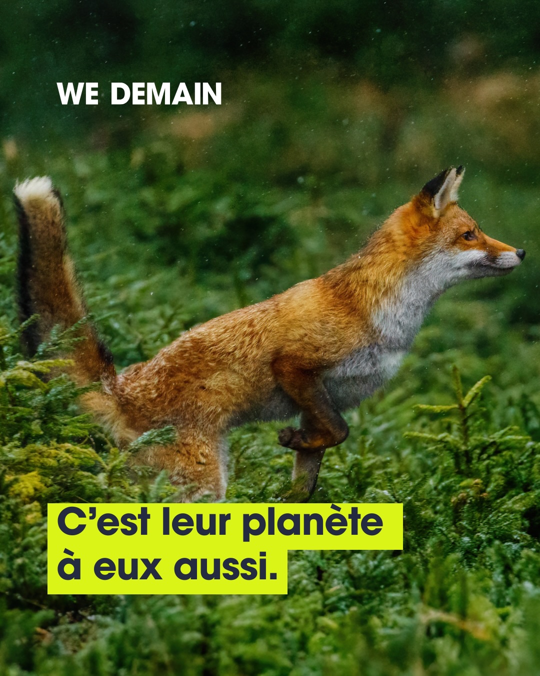 C’est leur planète à eux aussi. 🫶💚

Nous aménageons nos routes, nos villes, nos quartiers.
Nous dessinons le territoire selon nos besoins. Pour le vivant, chaque route, chaque clôture, chaque construction peut devenir une frontière.

Eux aussi ont leur place ici.
Modifier notre territoire, ce n’est pas seulement penser à la façon dont nous voulons y vivre. C’est aussi préserver une place pour ceux qui y vivent sans l’avoir dessiné. La nature n’est pas un décor, et la faune sauvage n’est pas de passage.

Une planète vivable ne peut pas être seulement celle que nous aurons construite. Elle devra être celle que nous aurons su partager.

Protéger leurs chemins, leurs territoires et leurs habitats, c’est préserver un équilibre dont nous faisons nous-mêmes partie. Bref, cette planète est aussi la leur.

#faunesauvage #planète #biodiversité