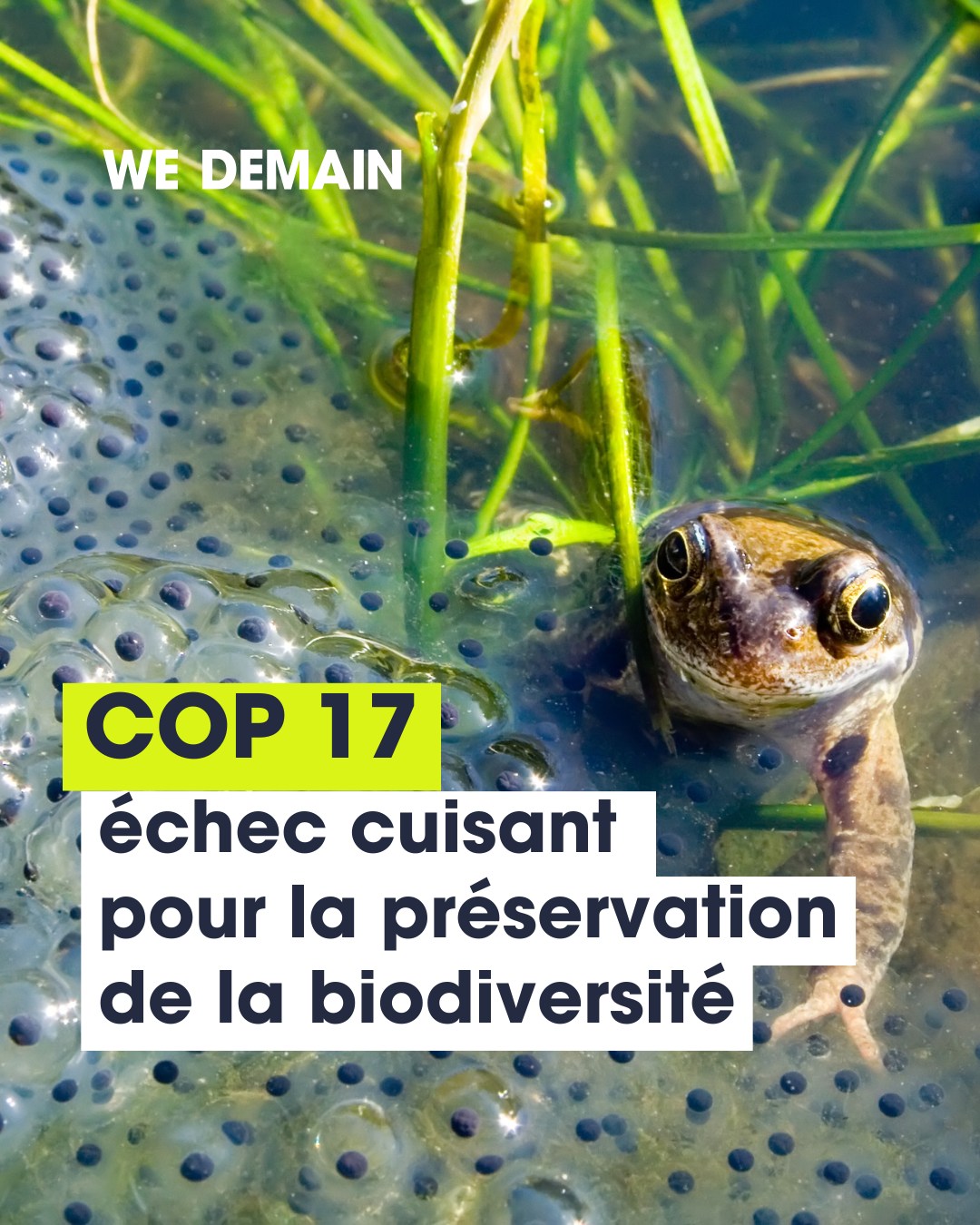 La COP17 biodiversité s'ouvre sur un constat qui fait mal : celui d'un échec mondial. 🌍

Du 19 au 30 octobre, les 196 pays signataires se réunissent pour faire le point sur l'accord de Kunming-Montréal, adopté en 2022. Quatre ans après, à mi-parcours, et avec seulement quatre années devant eux, le compte n'y est pas.

Et la France ? Plutôt bonne élève sur le papier, avec environ 33 % de zones protégées, dont 5 % en protection renforcée. Mais plusieurs ONG rappellent que ces espaces, censés être préservés de toute activité humaine, restent souvent soumis à la pêche, au tourisme et aux pollutions. Protégés en théorie, pas toujours dans les faits.

#COP17 #Biodiversite #Conservation
